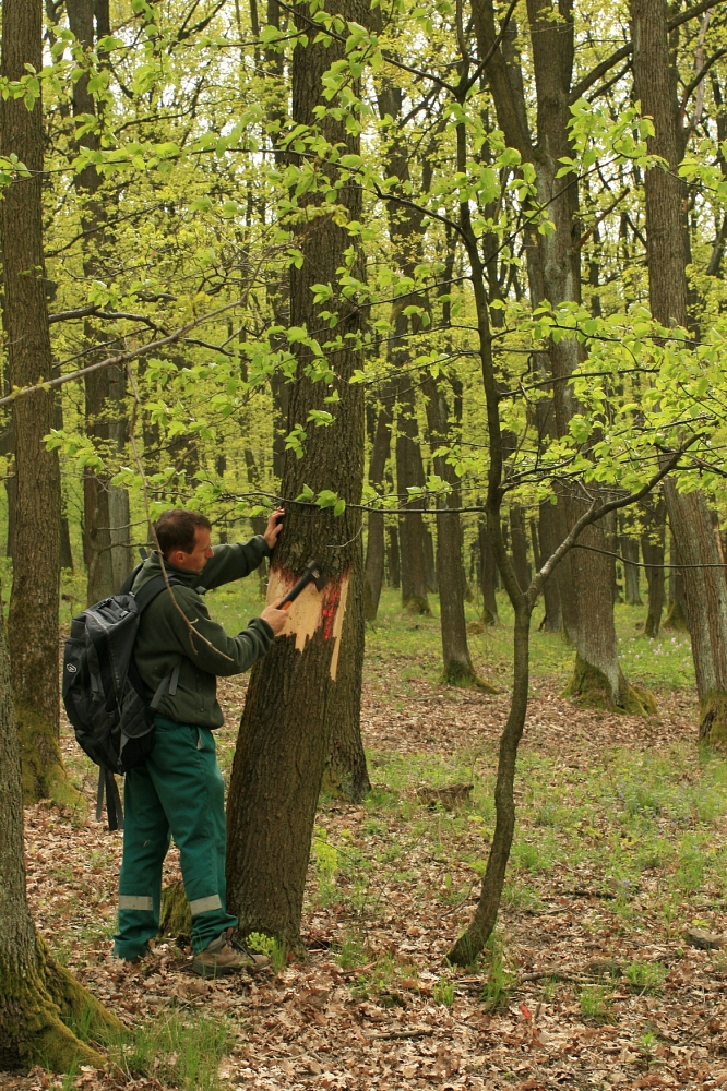 Life4Oak Forests – a Natura 2000 tölgyerdők biológiai sokféleségének növeléséért