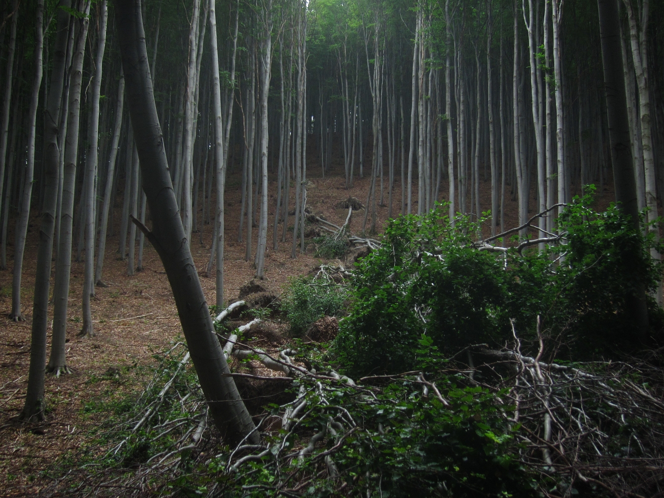 CLIMAFORCEELIFE: az erdők védelmében